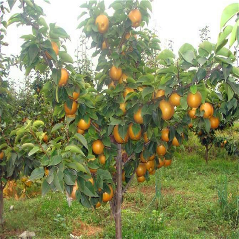 八月紅梨樹苗多少錢一株