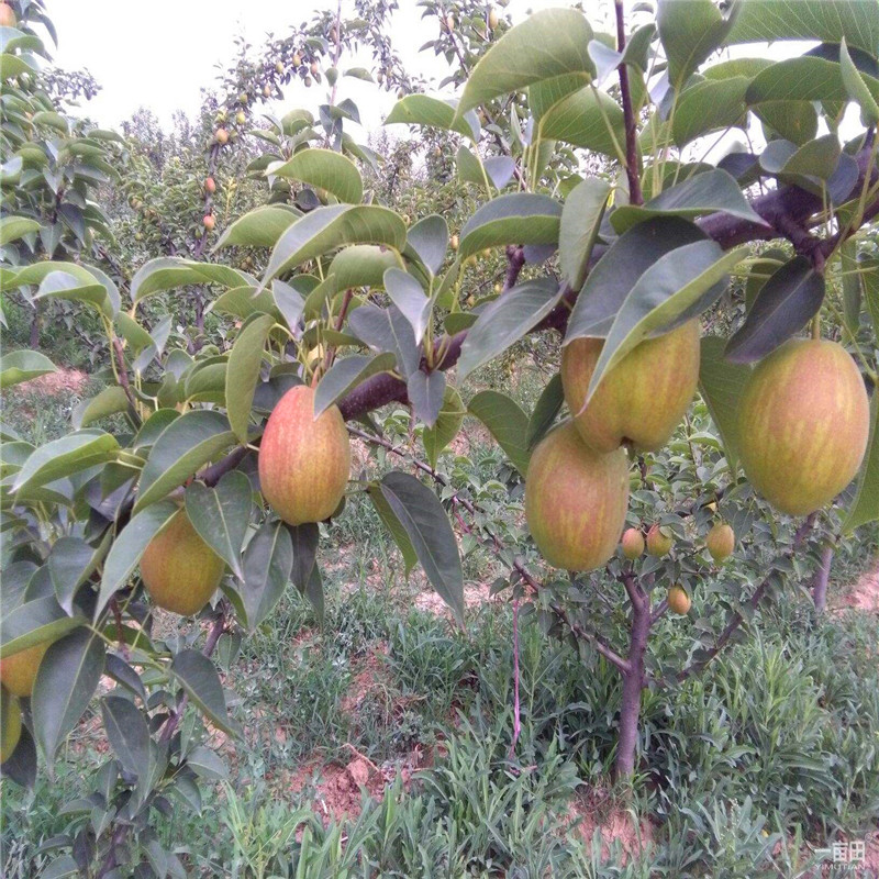 2018年紅安久梨樹(shù)苗出售基地