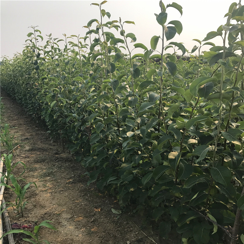 山東紅香酥梨樹(shù)苗哪里批發(fā)