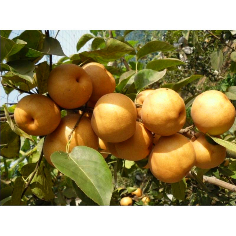 美人酥梨樹苗什么價(jià)格