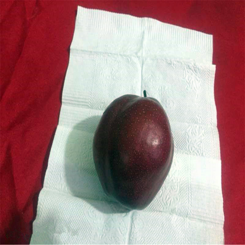 中梨1號(hào)梨樹苗出售基地