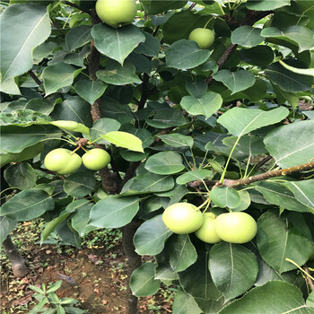 山東早生喜水梨樹(shù)苗出售價(jià)位