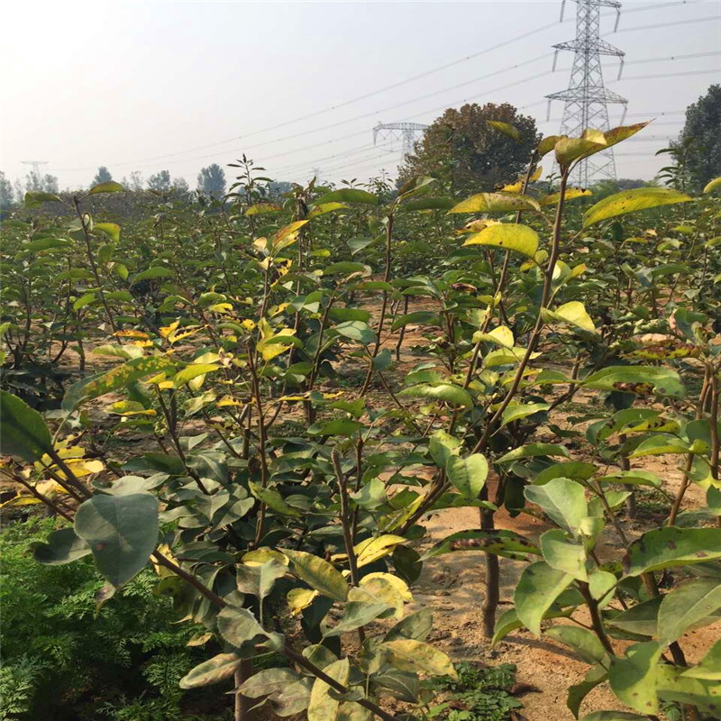紅考密斯梨樹苗批發(fā)價錢