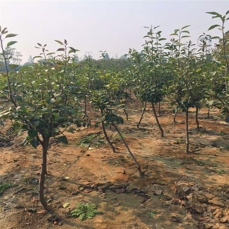 新品種翠冠梨樹(shù)苗哪里批發(fā)