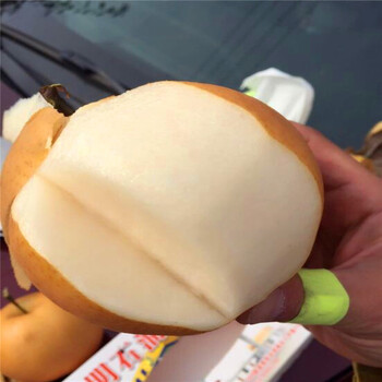 翠冠梨樹苗出售價(jià)格