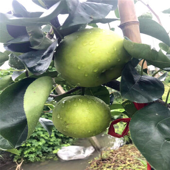 2018年八月紅梨樹(shù)苗批發(fā)什么價(jià)格