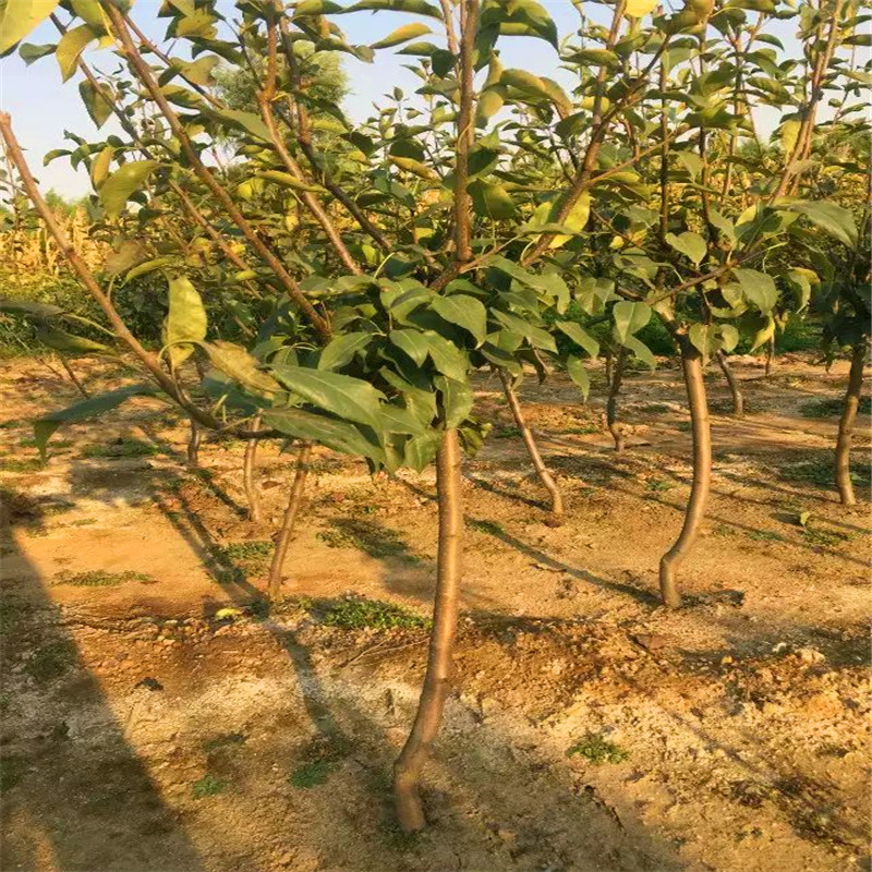 红香酥梨树苗出售单价