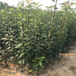 新品种八月红梨树苗哪里批发图片