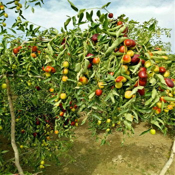 马牙枣树苗几年结果马牙枣树苗产地在哪里