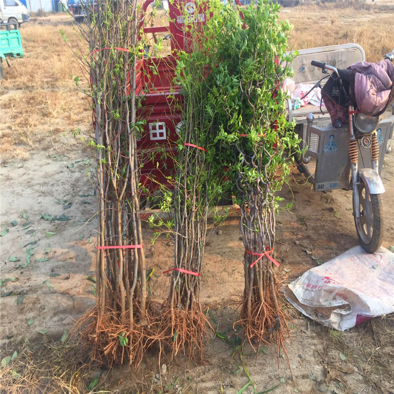 短枝冬枣树苗几年结果短枝冬枣树苗繁育基地