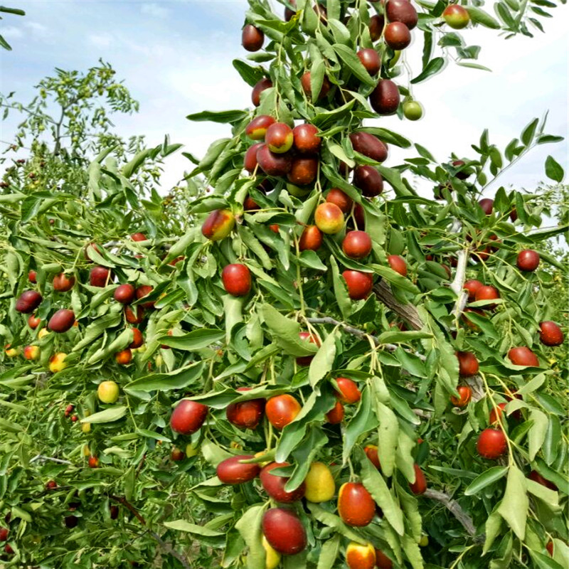 脆枣树苗什么价格脆枣树苗种植基地