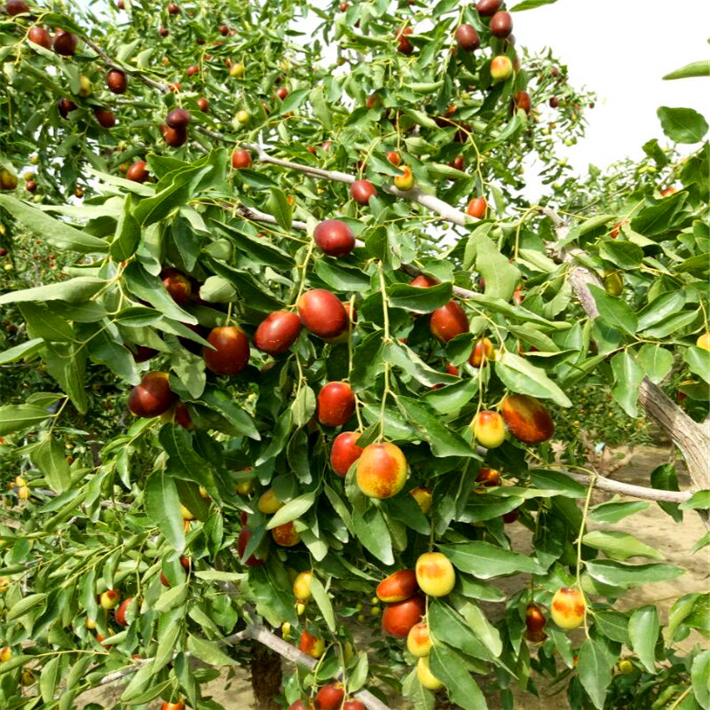 龙须枣树苗供应价格龙须枣树苗种植基地