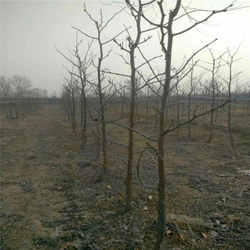 葫蘆棗樹(shù)苗多少錢(qián)葫蘆棗樹(shù)苗價(jià)位