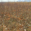 葫芦枣树苗批发价格葫芦枣树苗产地在哪里