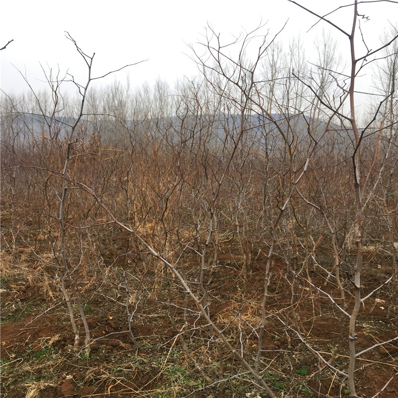 早脆王枣树苗出售基地早脆王枣树苗繁育基地