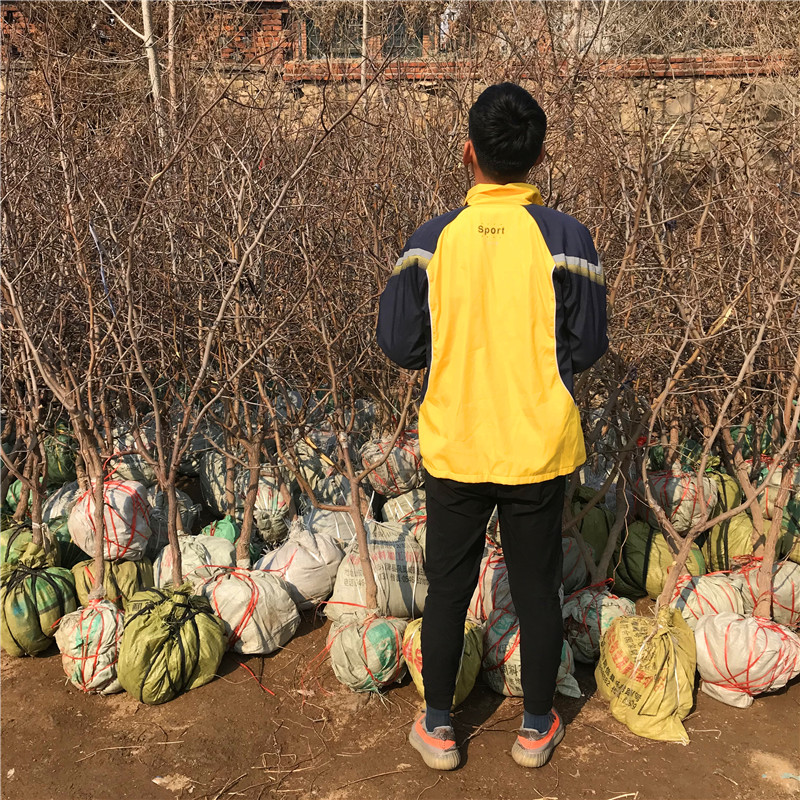 酥脆枣树苗出售价格酥脆枣树苗产地在哪里