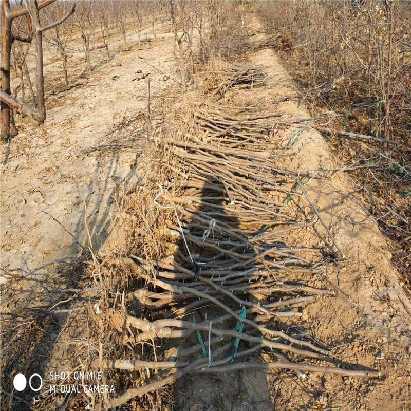 短枝冬枣树苗基地短枝冬枣树苗报价