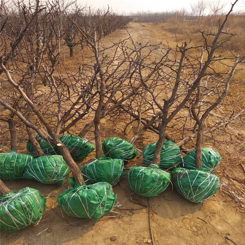 早脆王枣树苗出售基地早脆王枣树苗繁育基地