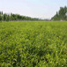 红枣树苗什么价格红枣树苗繁育基地