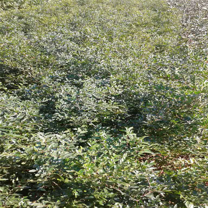 月光枣树苗供应商月光枣树苗产地在哪里