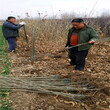 优质石丰板栗苗出售基地、石丰板栗苗种植基地