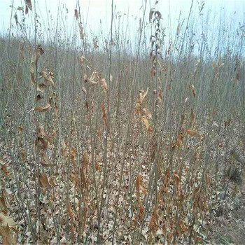 1公分板栗苗基地、1公分板栗苗种植基地