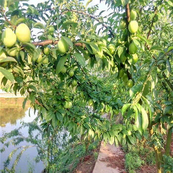 秋姬李子苗、秋姬李子苗种植基地