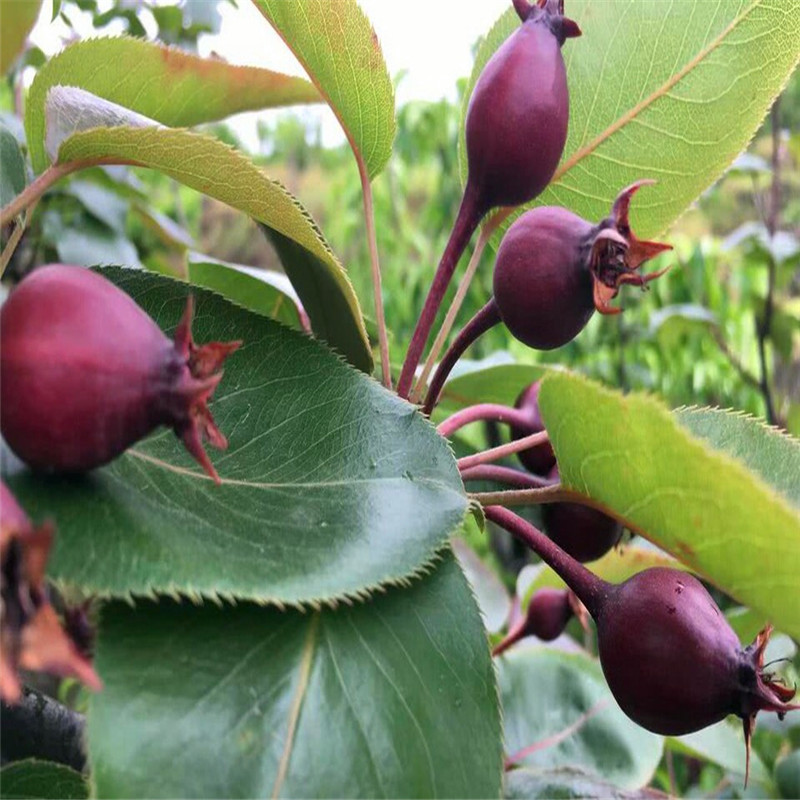 綠寶石梨樹(shù)苗多少錢(qián)一棵