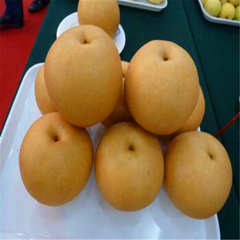 新品種新梨7號(hào)梨樹苗價(jià)格