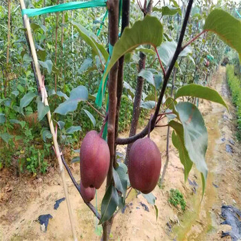 香水梨樹苗批發(fā)單價
