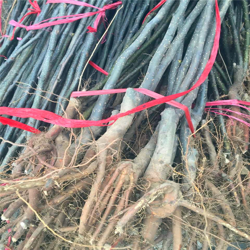 山東水晶梨樹苗批發(fā)