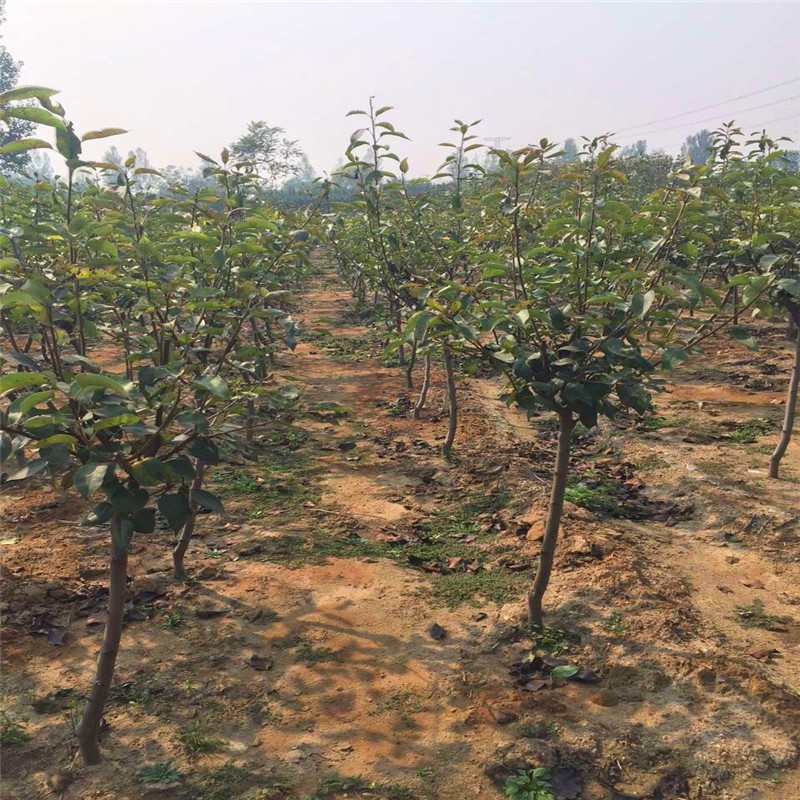 三紅梨樹苗批發(fā)價(jià)錢