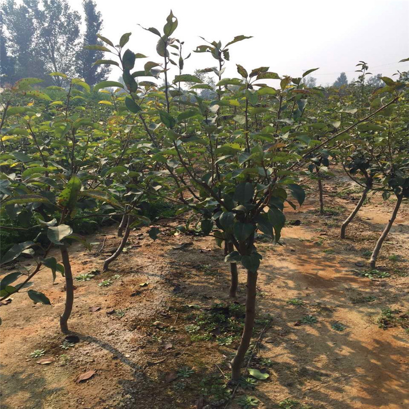 2018年秋月梨樹苗批發(fā)基地