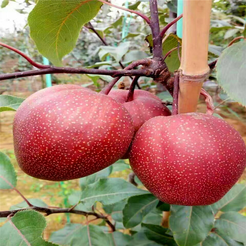 新品种八月红梨树苗批发价格