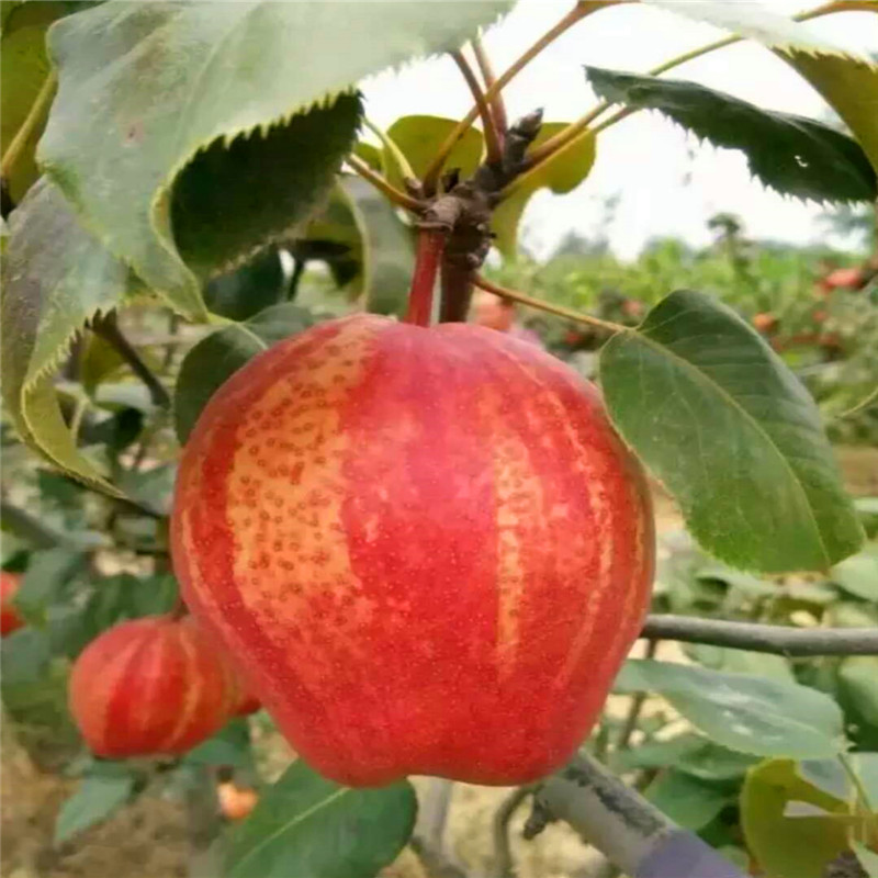 新品种9公分梨树苗哪里供应