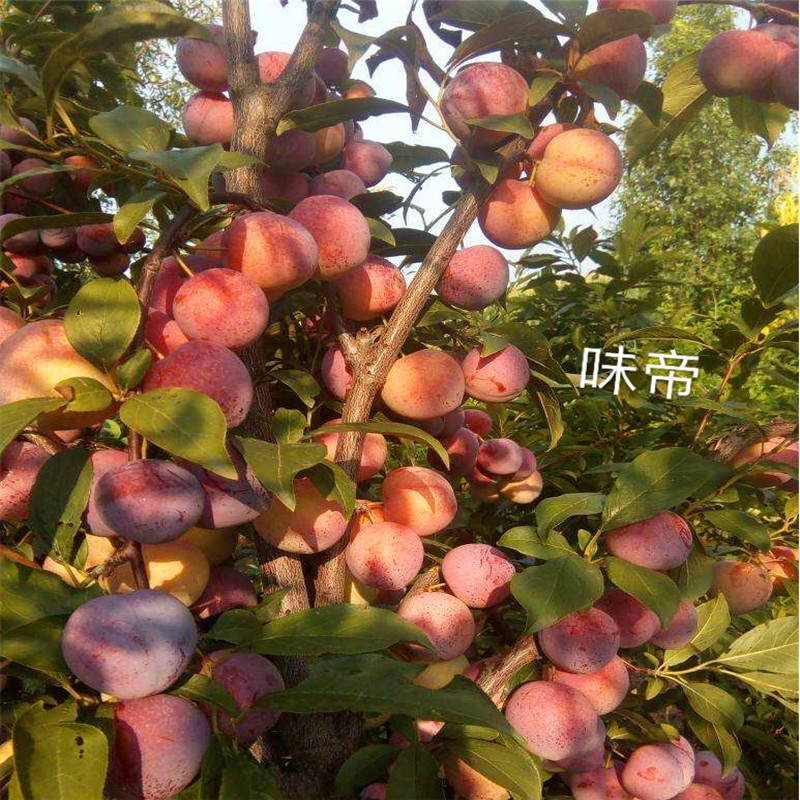 2019年秋姬李子苗報價、秋姬李子苗出售價格