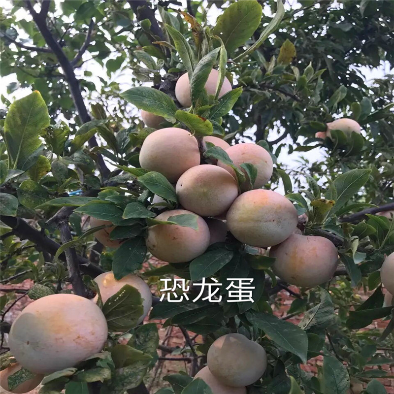 黑鉆石李子苗、黑鉆石李子苗什么價(jià)格