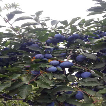 2019年三華李子苗多少錢一棵