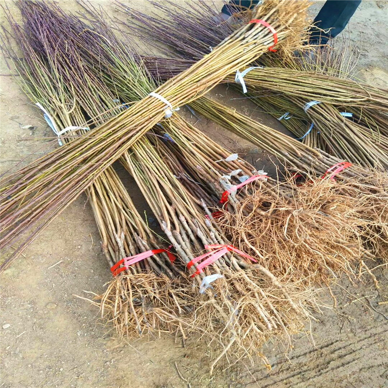 恐龍蛋李子苗批發(fā)價(jià)格、恐龍蛋李子苗批發(fā)基地
