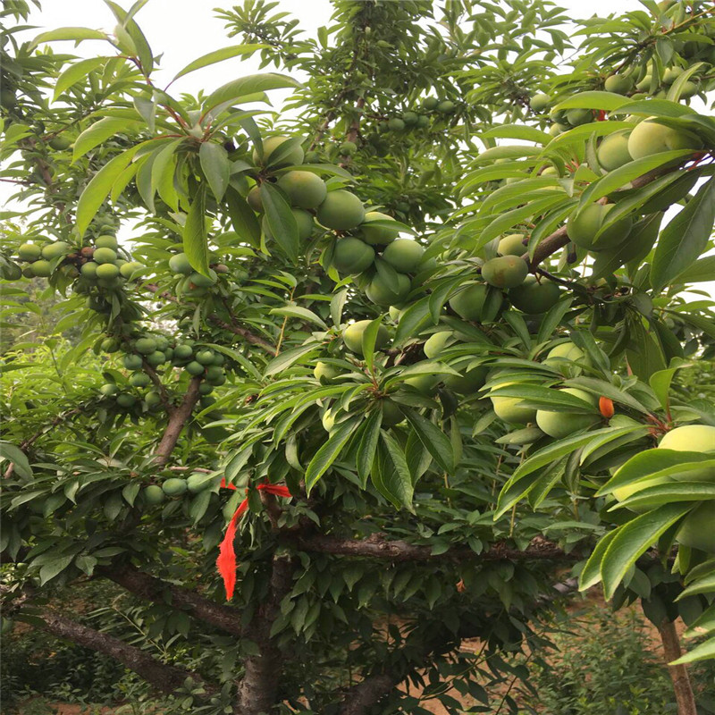 新品種紅李樹苗、紅李樹苗價格多少錢
