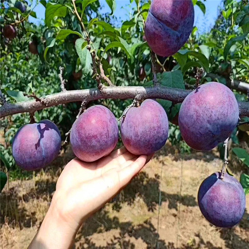 2019年黑李樹苗多少錢一棵