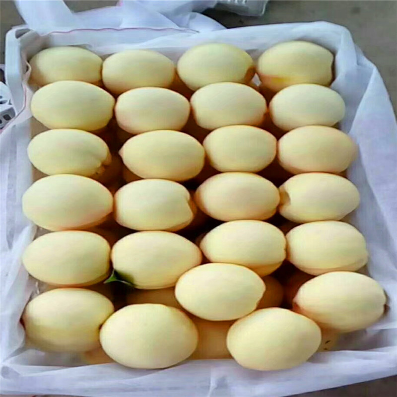 4公分李子苗出售價(jià)錢(qián)、4公分李子苗批發(fā)什么價(jià)格