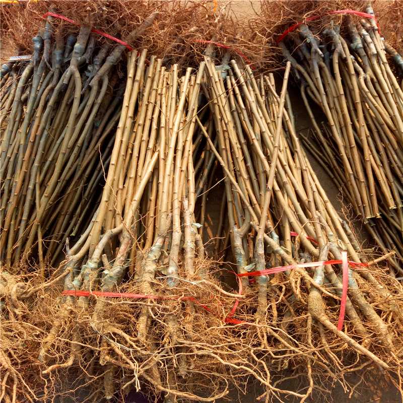 黑李樹(shù)苗價(jià)格、黑李樹(shù)苗多少錢(qián)一棵