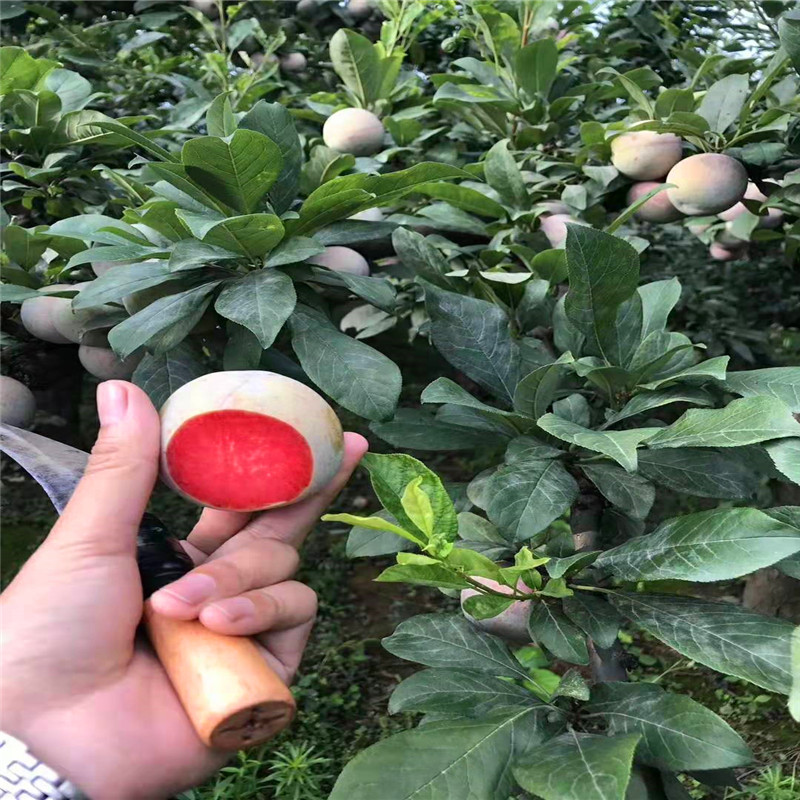 新品種布朗李子苗、布朗李子苗多少錢一棵