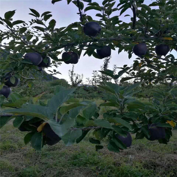 紅富士蘋(píng)果苗哪里出售、紅富士蘋(píng)果苗批發(fā)價(jià)錢