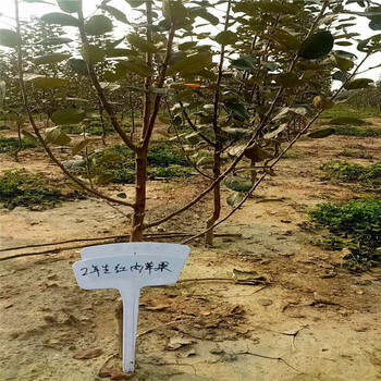 雞心果蘋果苗價(jià)格哪里便宜、雞心果蘋果苗報(bào)價(jià)