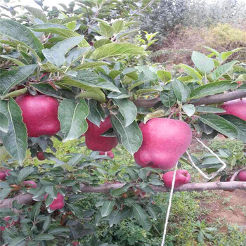 魯麗蘋果苗多少錢一棵、魯麗蘋果苗出售