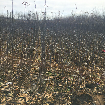 瑞雪苹果苗价格、瑞雪苹果苗价格多少