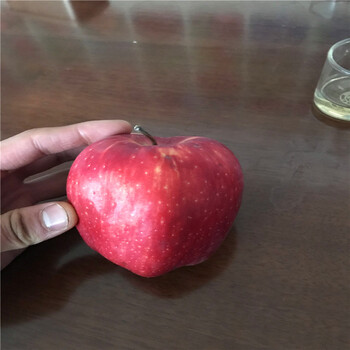 紅肉蘋果苗價(jià)格哪里便宜、紅肉蘋果苗出售