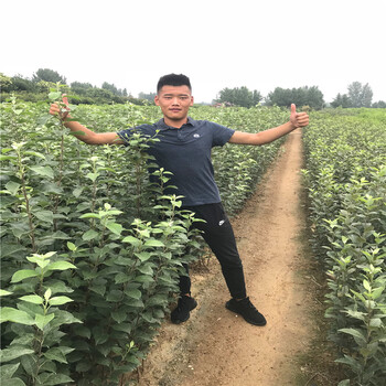 黑蘋果苗哪里出售、黑蘋果苗批發(fā)價格